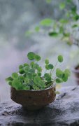 我在红螺书院听雨